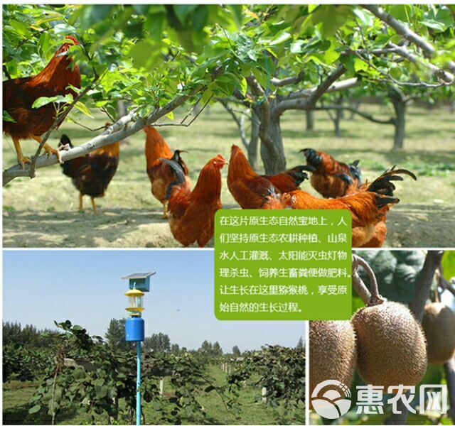  中国最好的猕猴桃，农家果园自产自销，24小时发货