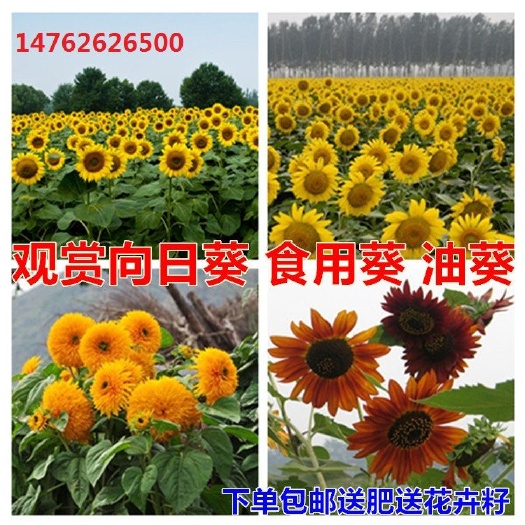 沭阳县观赏向日葵种子花种籽油葵瓜子食用葵花籽向日葵种籽矮杆盆栽种