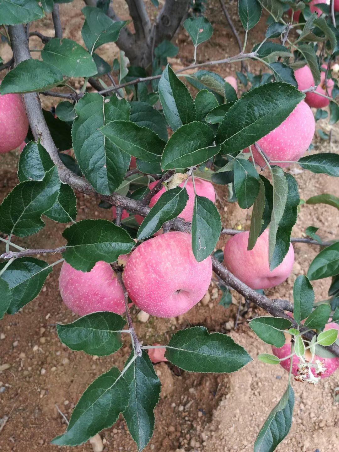  云南昭通苹果好吃