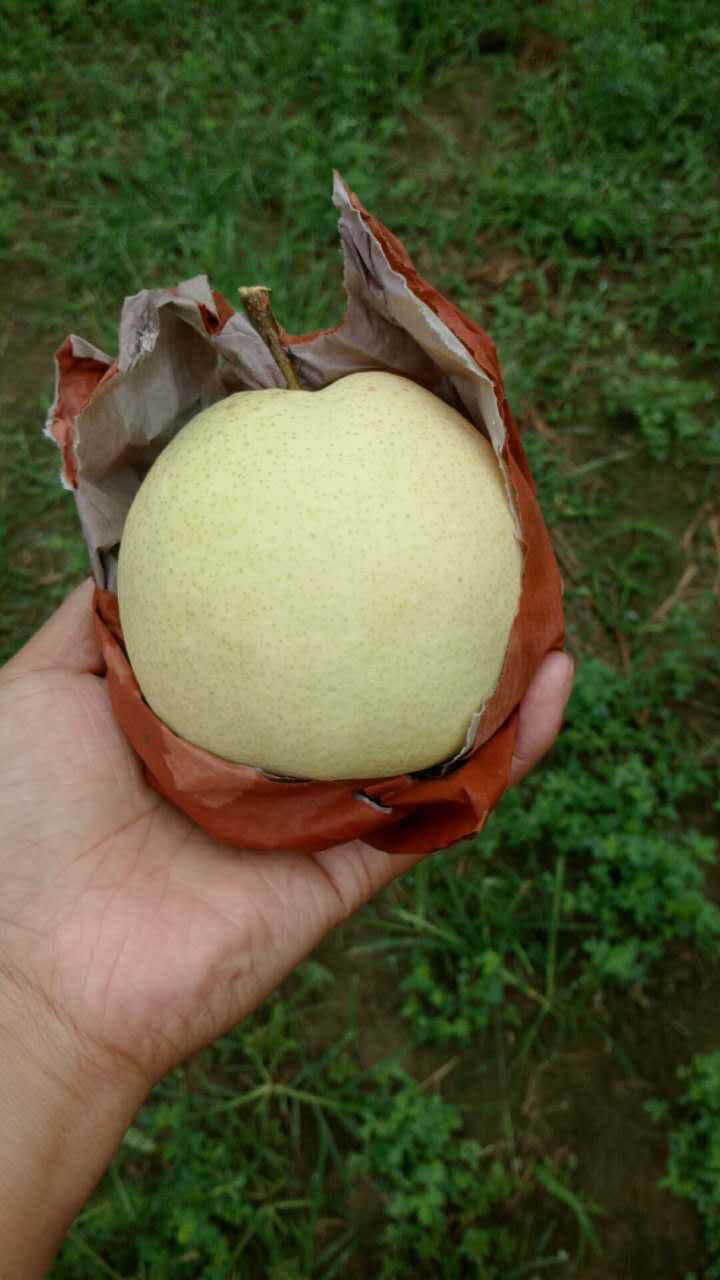 贡梨 酥梨