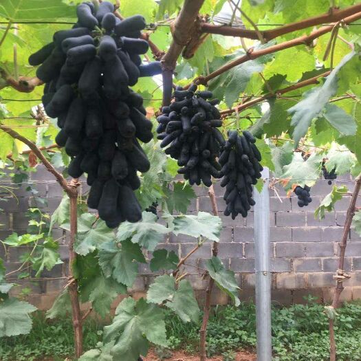 平邑县 蓝宝石葡萄苗   包成活   死苗补发   现起现发
