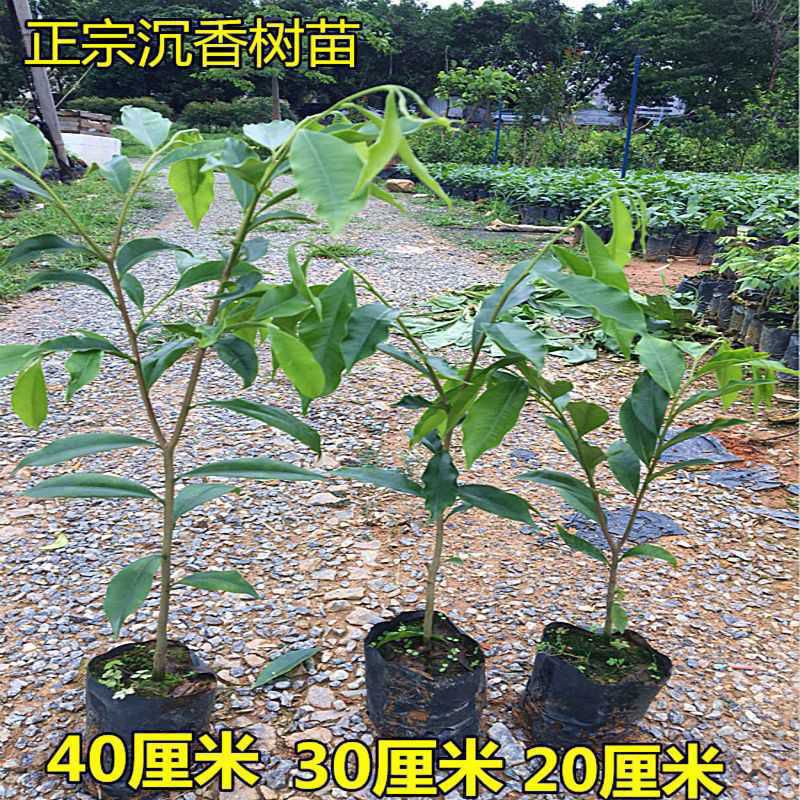 奇楠沉香树  沉香苗奇楠沉香苗嫁接苗海南楠木沉香树黄花梨南北