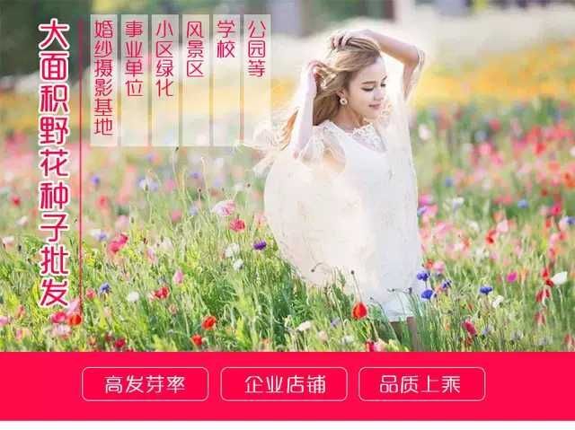 四季播种野花组合种子多年生花种子四季开花籽花卉种子花海绿化