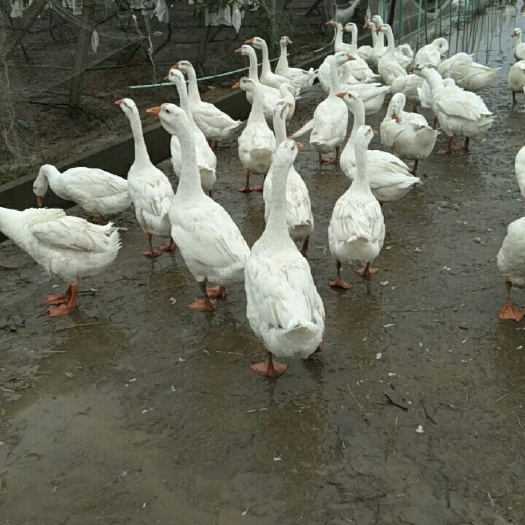 盐城鹅肉类 成年大鹅