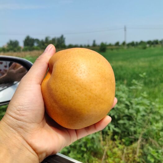枣阳市 枣阳晚秋黄梨，套袋，不套袋都有哦