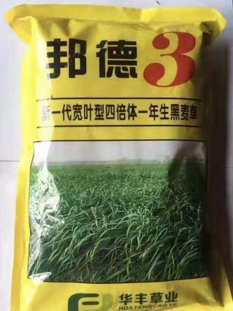 四倍体黑麦草种子