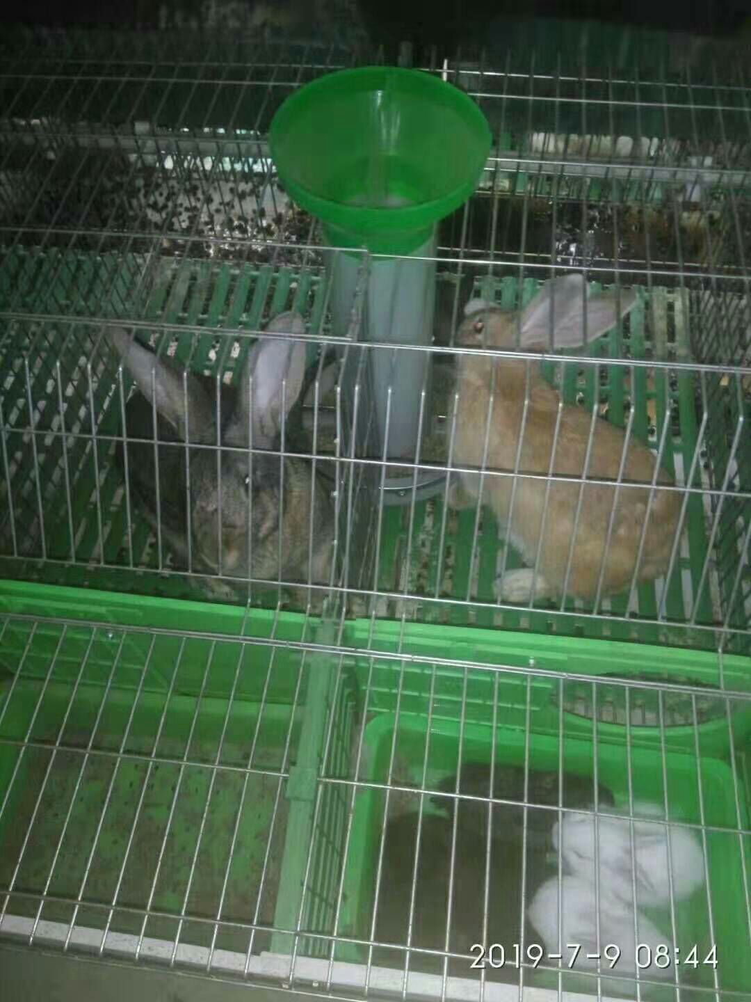 獭兔种兔 獭兔，比利时