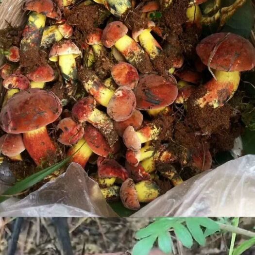 寿宁县 红葱菌 见手青 血红牛肝菌