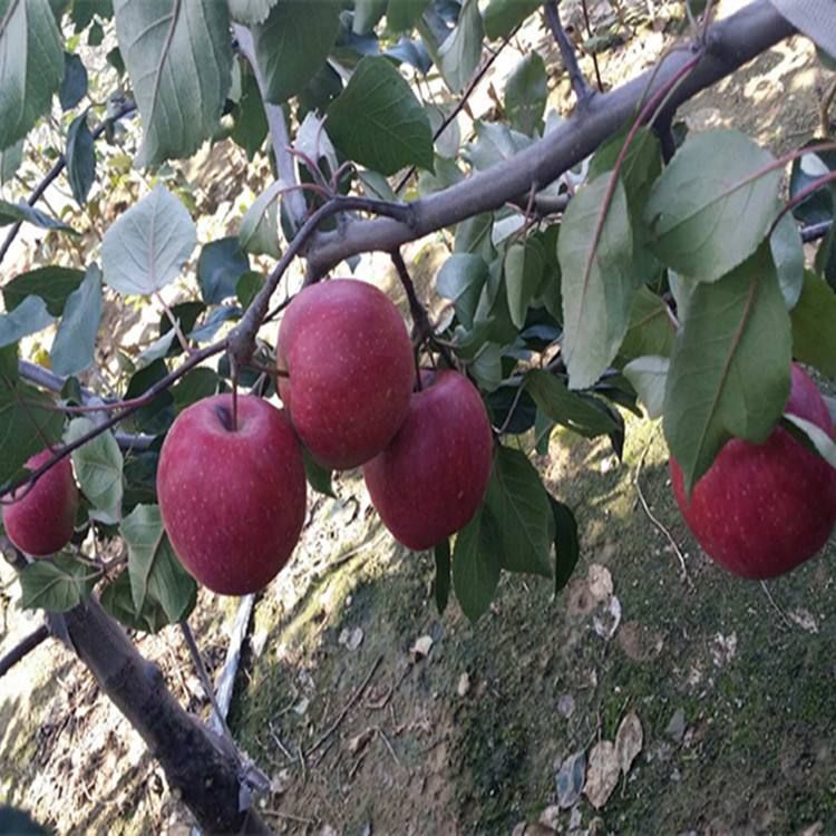 红肉苹果树苗 红肉苹果苗基地批发 红色之爱苹果，红色之恋