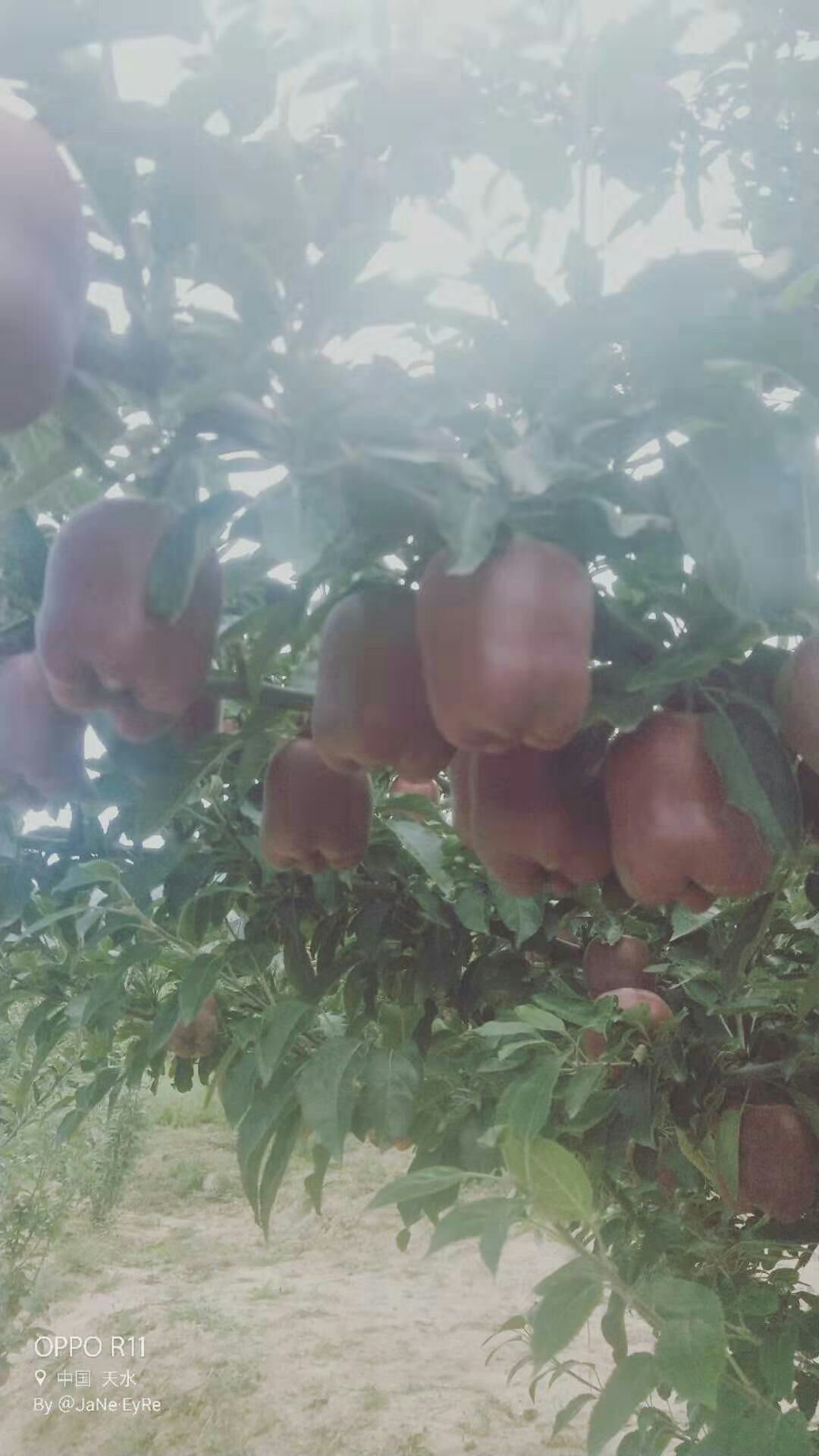 中秋王苹果  贺中秋，即将上市，需要可联系，