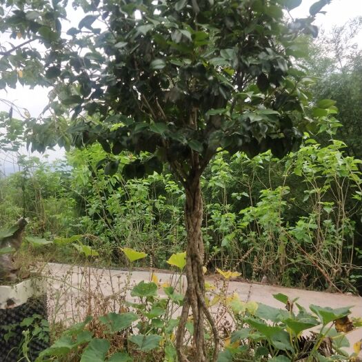 高县茶花树 诚信经营，量大从优