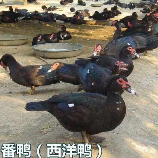 南宁 黑番鸭苗   大种番鸭  90天出栏   9-11斤