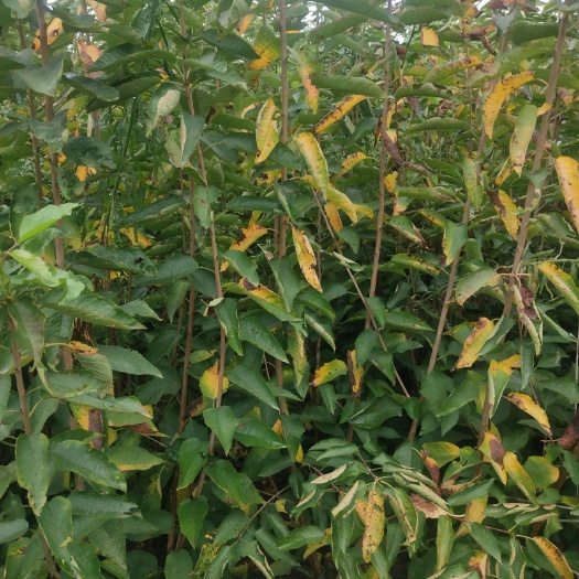 扶风县 供应樱桃苗桃苗等各种杂果苗，绿化苗，代办水果