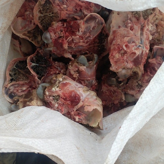 中牟县 鲜羊脑壳