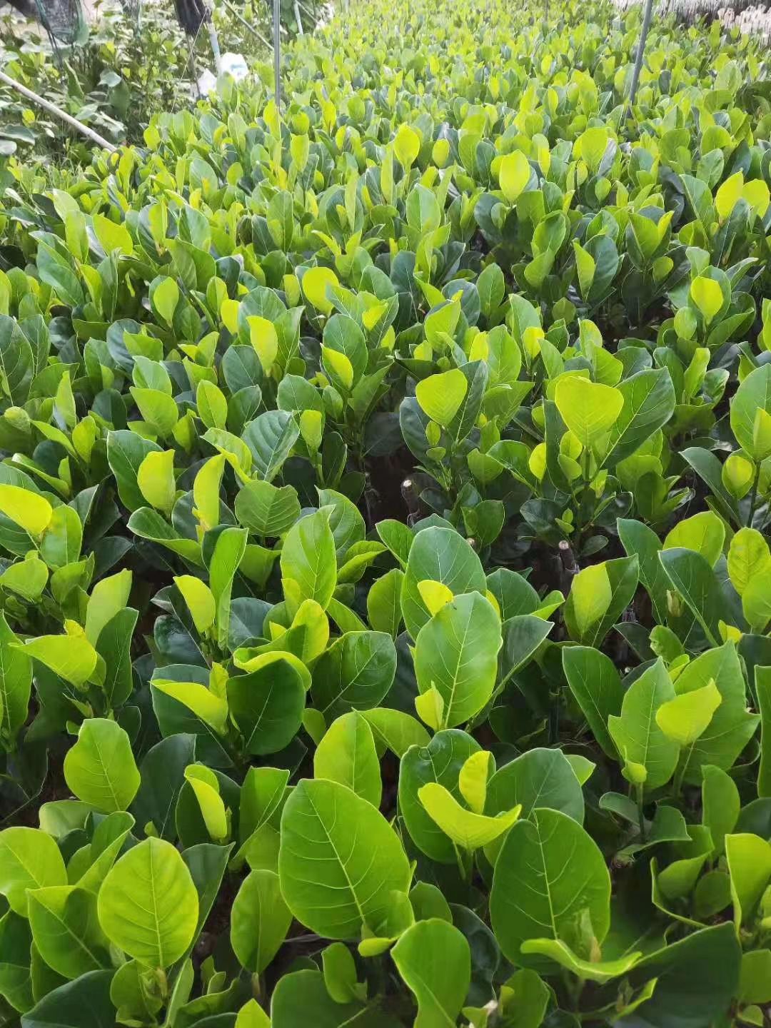 12号红肉菠萝蜜苗，嫁接苗