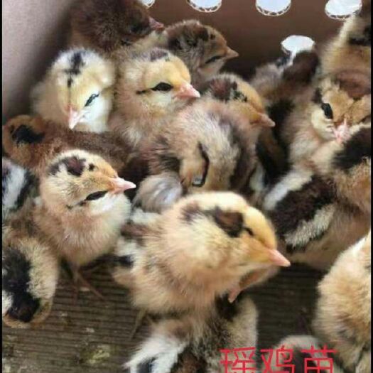 南宁 鸡苗，瑶鸡苗