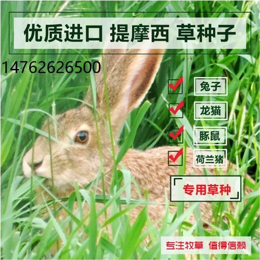 沭阳县提摩西草种子提草梯牧草提木西草植物籽养兔牧草种子宠物口