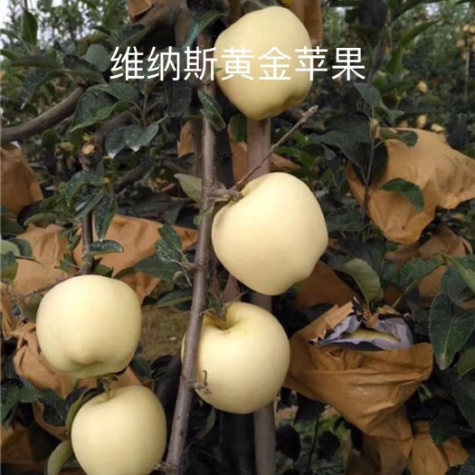 平邑县维纳斯黄金苹果苗 苹果苗基地批发  维纳斯黄金苹果新品种