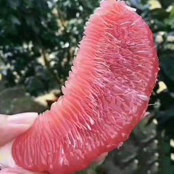 梅州 梅州红肉蜜柚