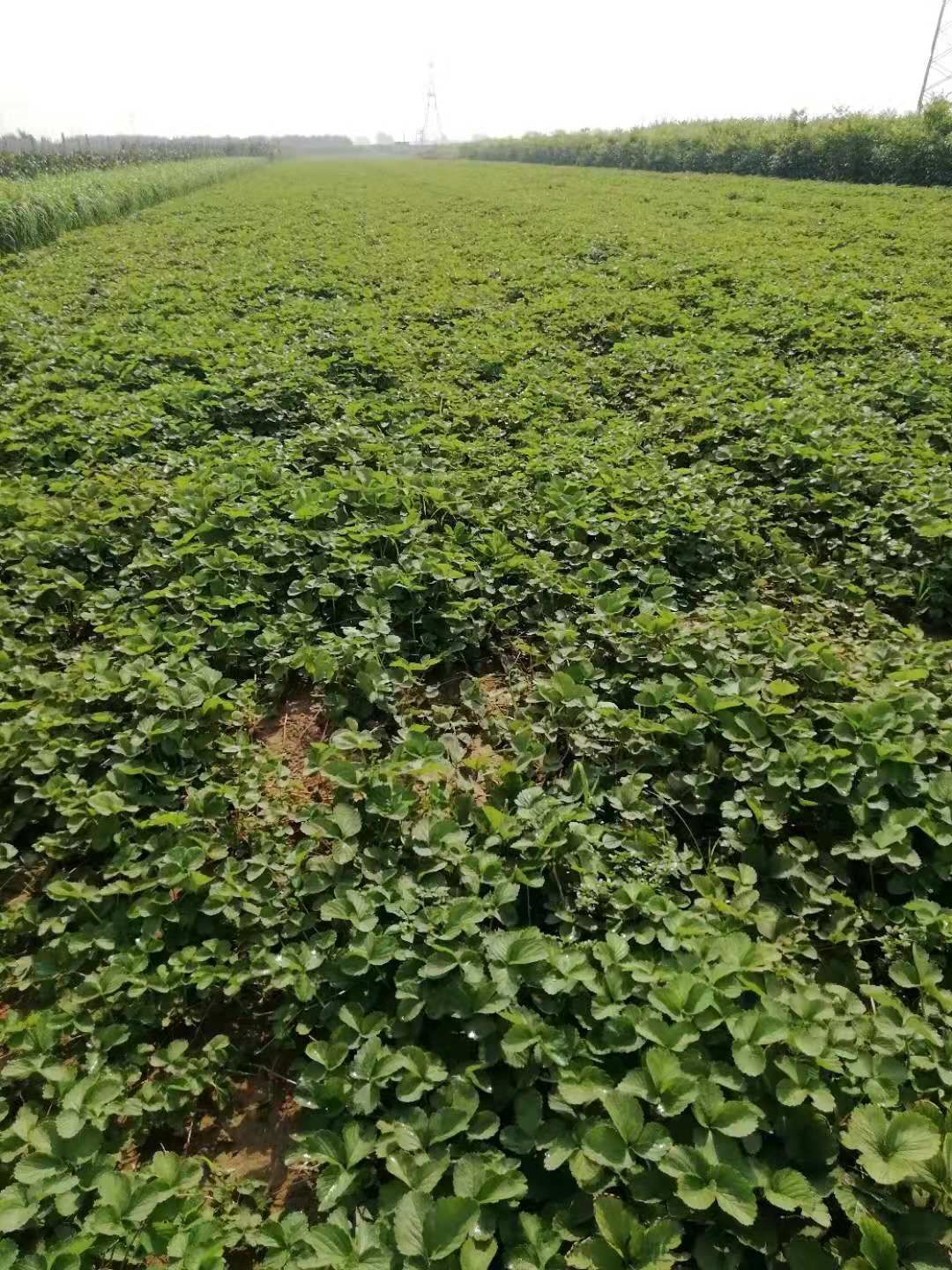  精品章姬草莓苗，粗壮苗，病害少