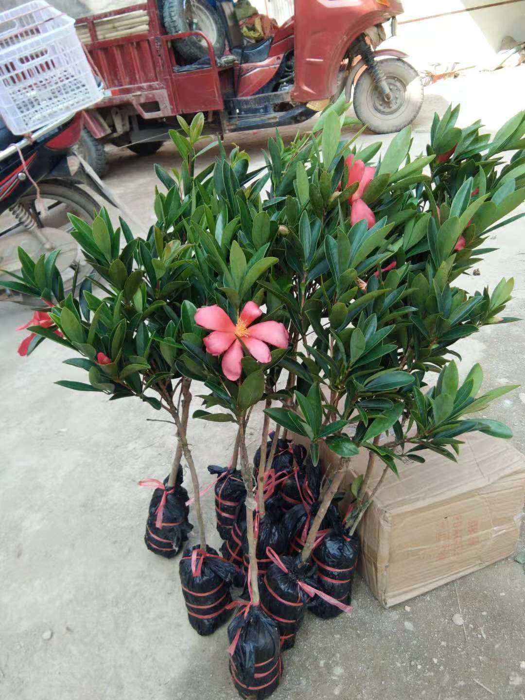 茶花苗 山茶花树苗四季山红茶花树苗盆栽树苗一年四季开花