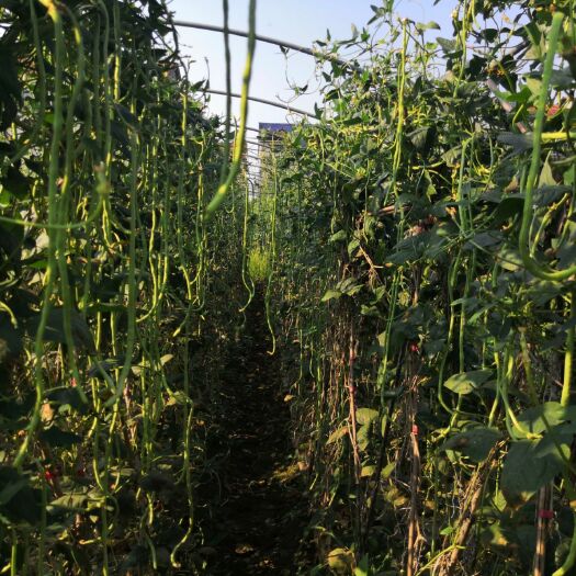 长沙县叶面肥  含腐植酸微量元素肥
