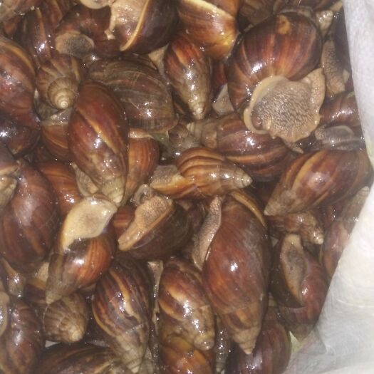 北海 出售蜗牛，黄肉4元每斤,黑肉5元每斤,