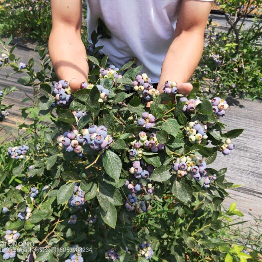 平邑县蓝金蓝莓苗