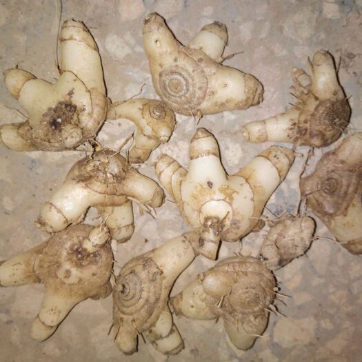 绥宁县白及 白芨