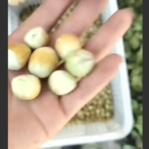 东辽县榛子 6-12个月 散装
