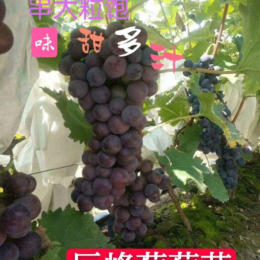 平邑县优质巨峰葡萄苗 包邮  包对版  提供种植和管理技术