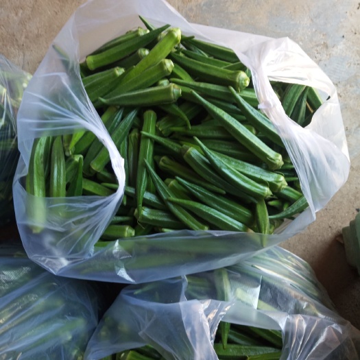 ?？h 每天現(xiàn)采新鮮秋葵