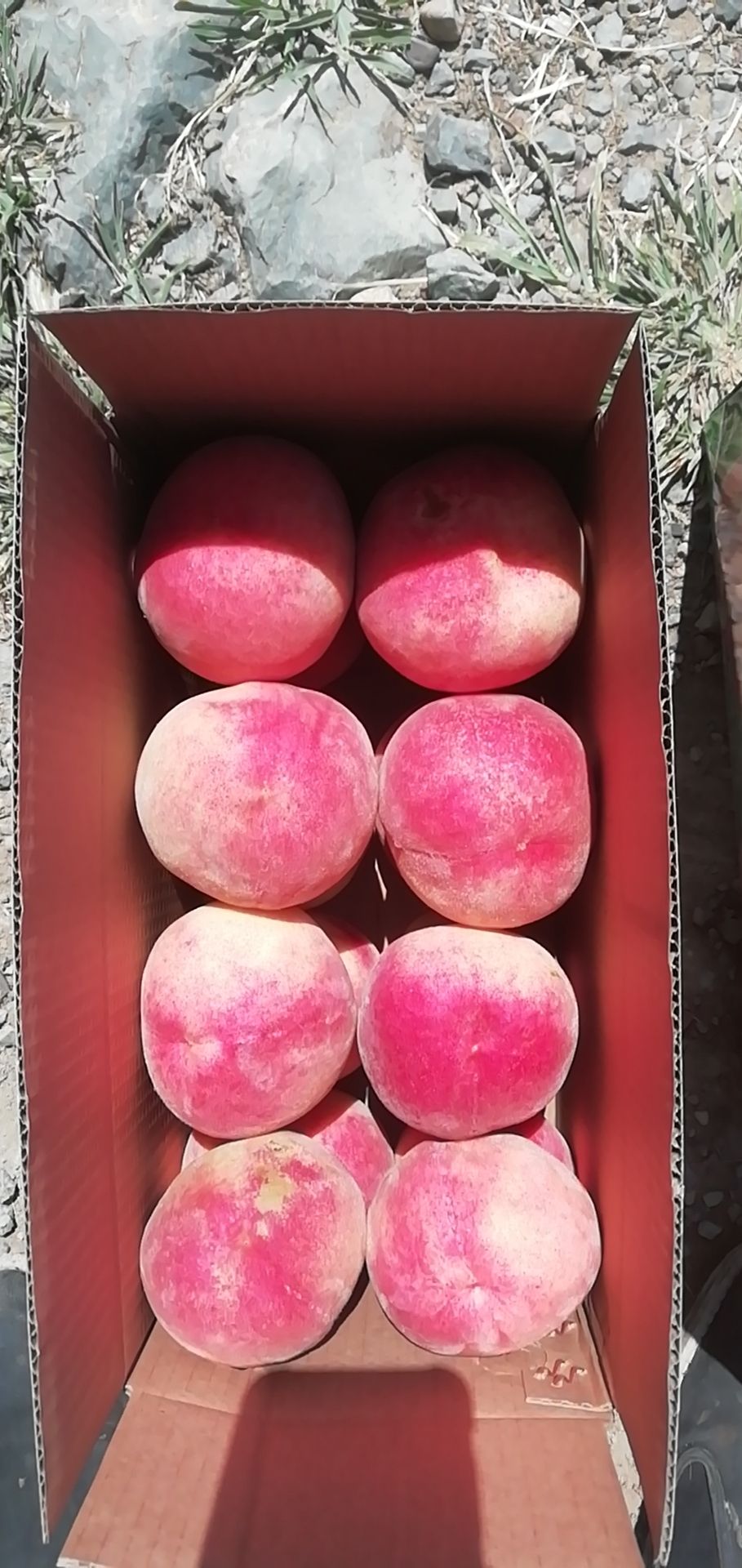  水蜜桃桃大核小，离核，肉质细腻，甜脆可口，含糖量高。