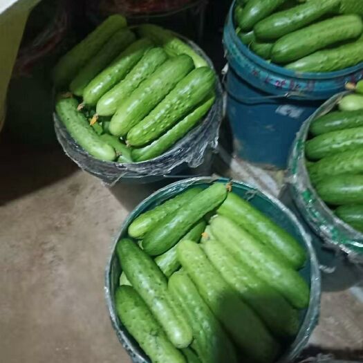 绥中县绥中旱黄瓜 15~25cm