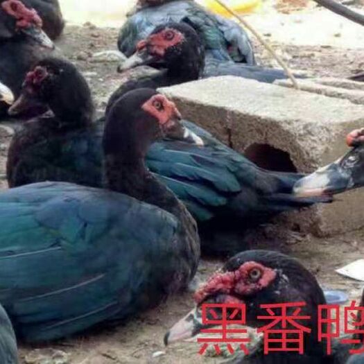 南宁 鸭苗，黑番鸭苗