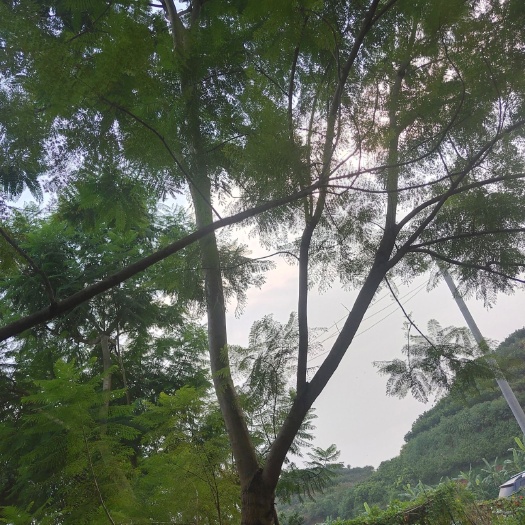 宜宾普通蓝花楹 5米以上