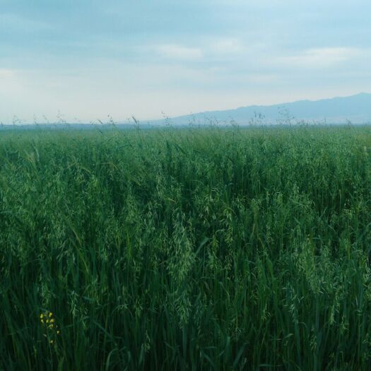 山丹县 山丹军马场独特的地理位置种植出全国最优质的燕麦草！