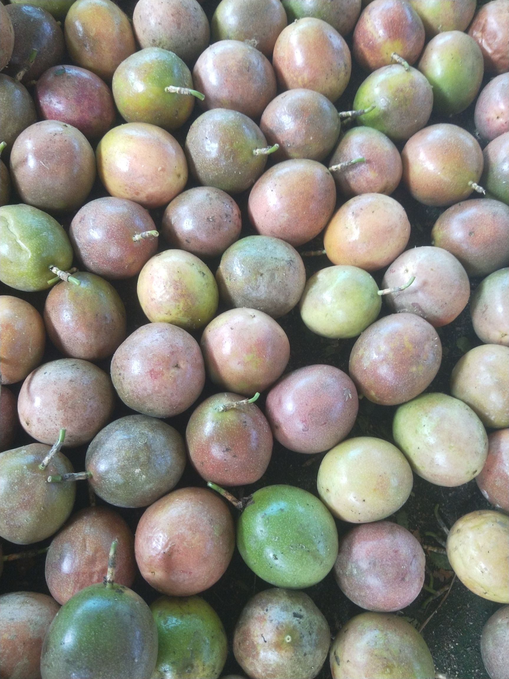 台农一号百香果