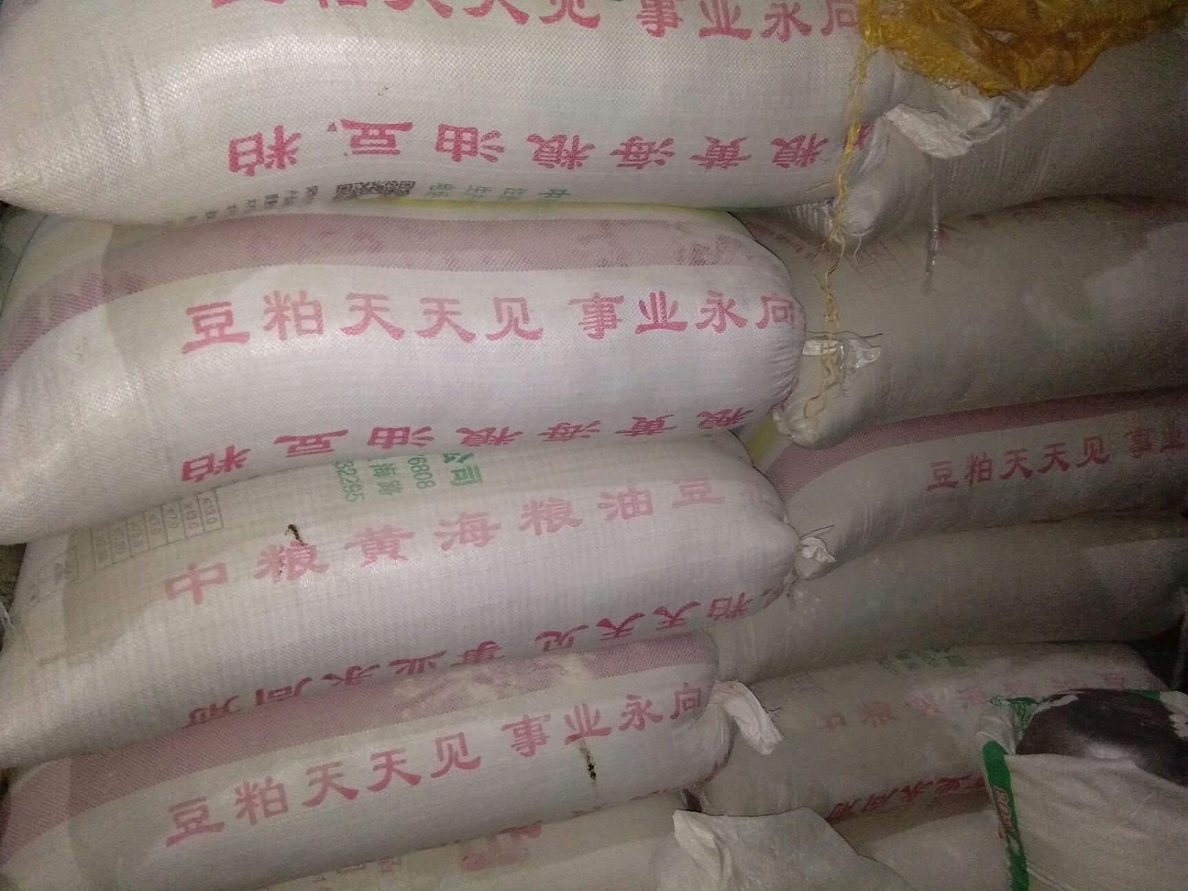  正宗河南小麦