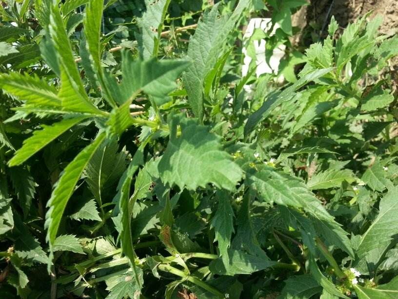  陕南高山天麻