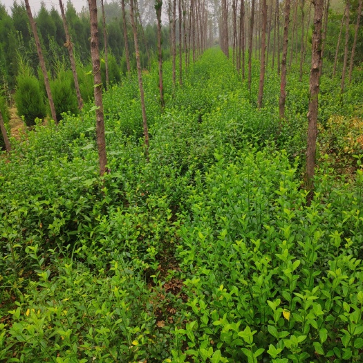 泰安扶芳藤 基地大量供应扶方藤绿化苗