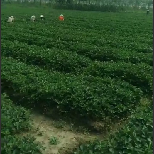 泰兴市脱毒草莓苗 说的再好不如实际考察。