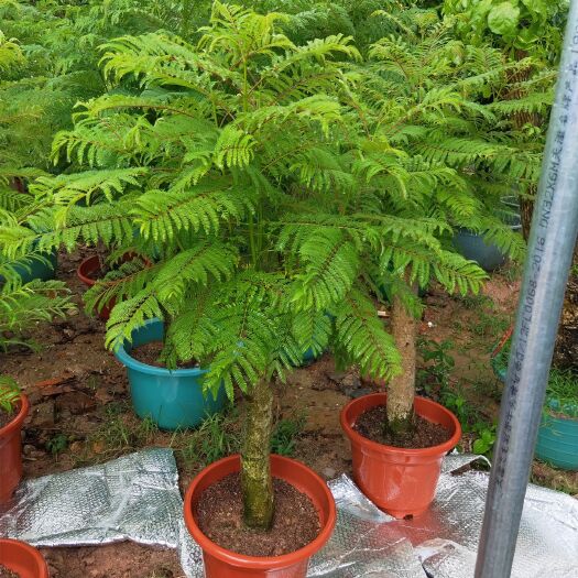  蓝花楹小盆栽福建漳州花卉