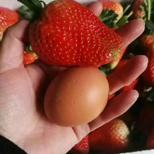 泰安隋珠草莓苗，章姬草莓苗甜宝草莓苗