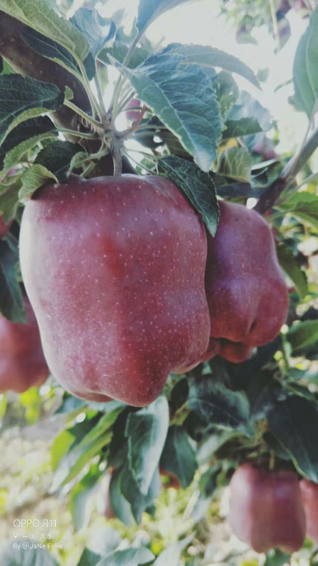 中秋王苹果  贺中秋，即将上市，需要可联系，