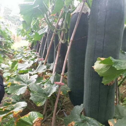 郸城县 黑皮冬瓜