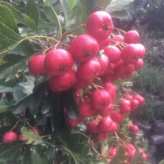 甜山楂  南流泉甜紅子山楂原產(chǎn)地直供