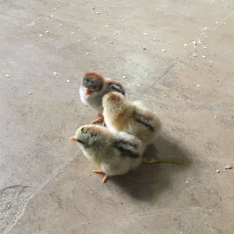 彩凤鸡苗 统货