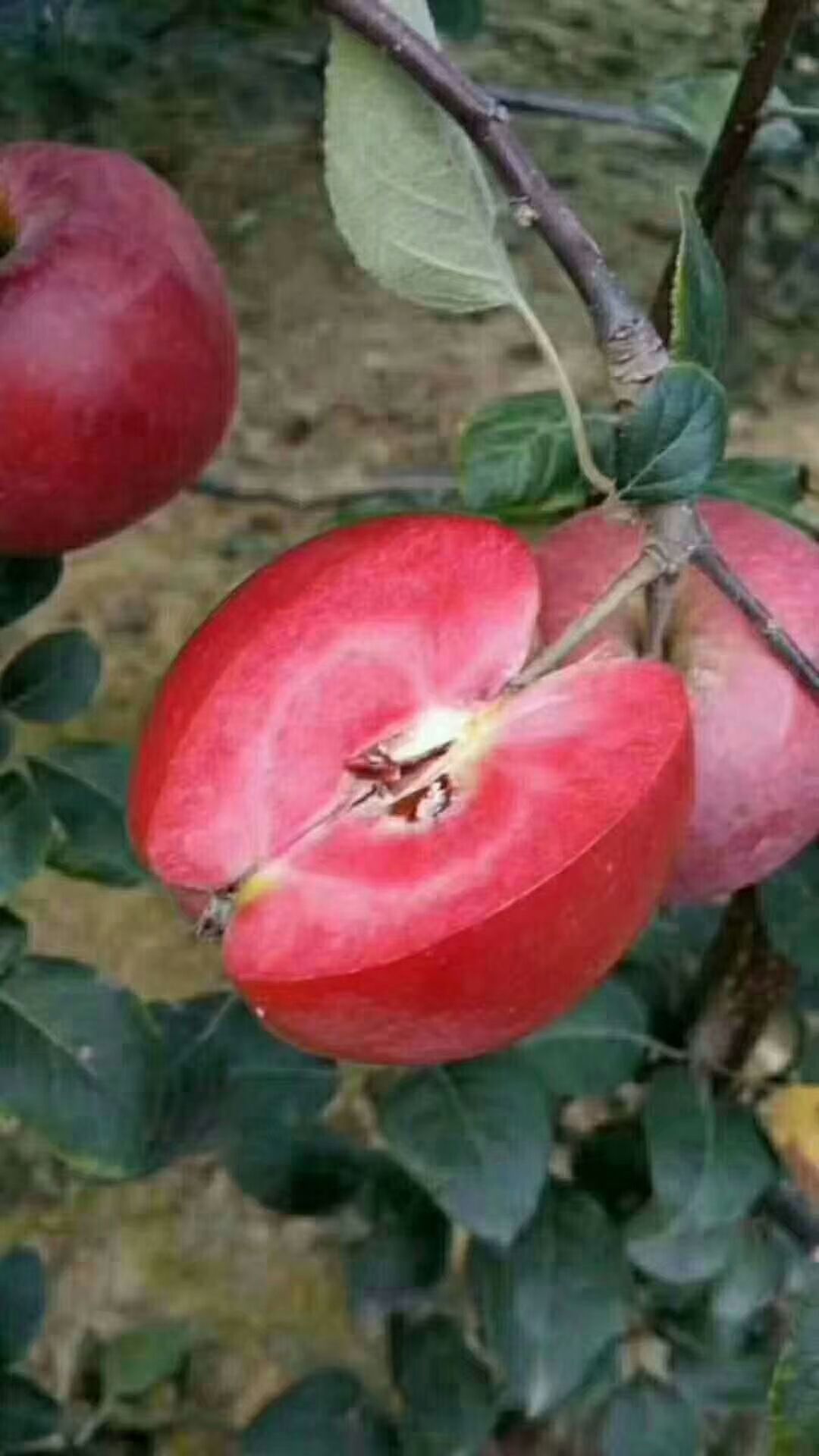 红肉苹果树苗 红肉苹果苗基地批发 红色之爱苹果，红色之恋