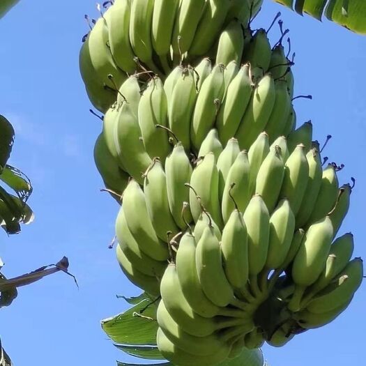 册亨县芭蕉 糯米蕉西贡蕉